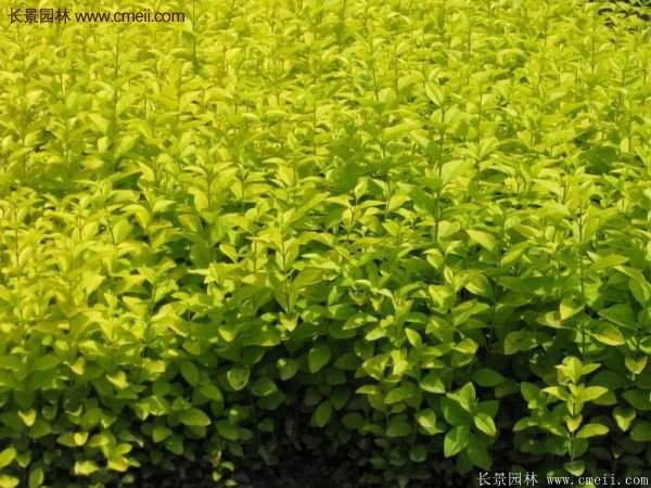 選購金葉女貞苗 選購金葉女貞苗