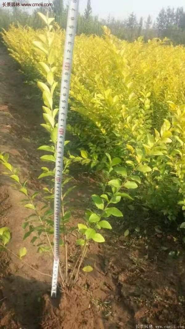 沭陽金葉女貞基地 沭陽金葉女貞基地
