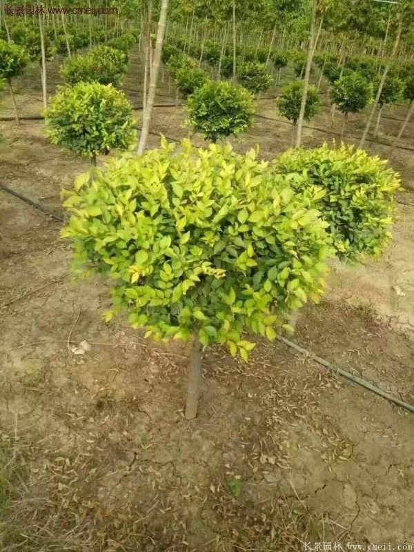 金葉女貞市場價(jià)格 金葉女貞市場價(jià)格