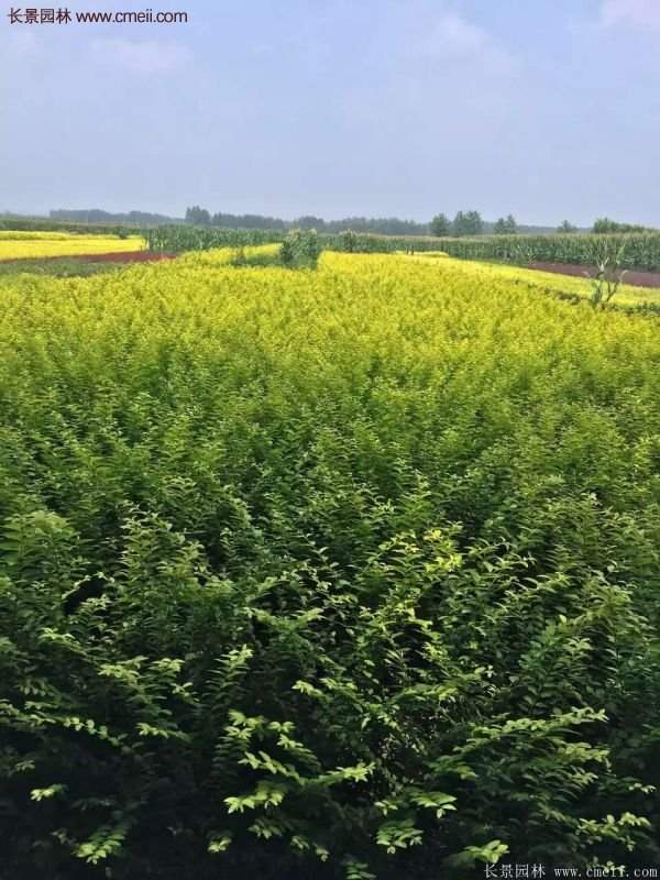 金葉女貞市場價(jià)格 金葉女貞市場價(jià)格