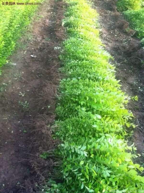 金葉女貞市場價(jià)格 金葉女貞市場價(jià)格