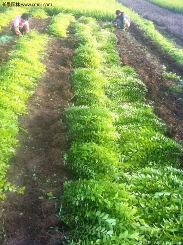 金葉女貞市場價(jià)格 金葉女貞市場價(jià)格