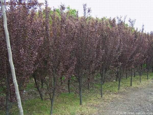 紫葉李批發基地，