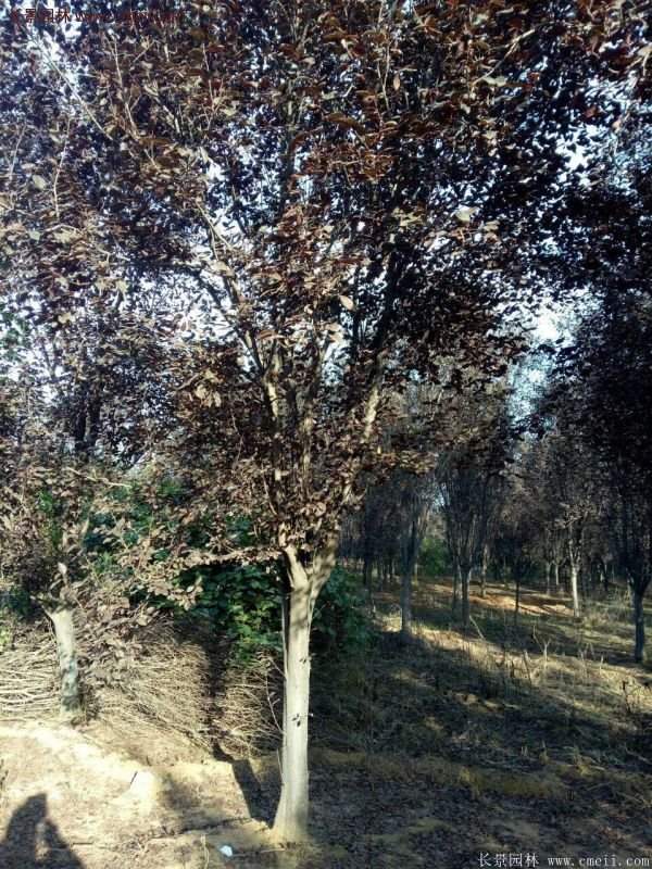 紫葉李批發基地，