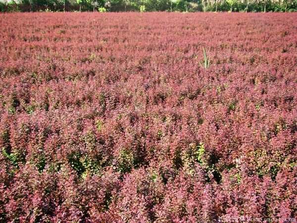 沭陽紅葉小檗價格 沭陽紅葉小檗價格