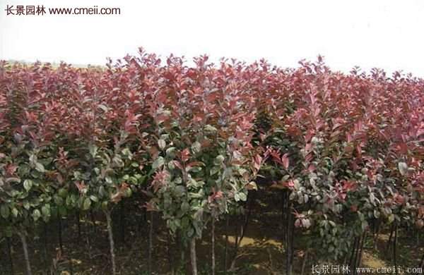 優(yōu)質(zhì)與低價(jià)紫葉李樹(shù)苗批發(fā)的苗圃