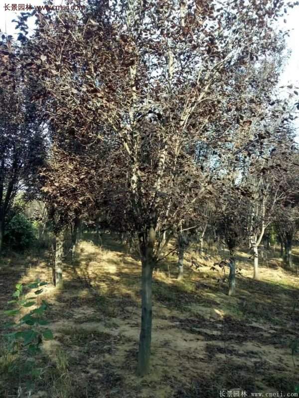 優(yōu)質(zhì)與低價(jià)紫葉李樹(shù)苗批發(fā)的苗圃