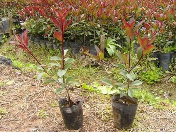 紅葉石楠小杯苗 紅葉石楠小杯苗