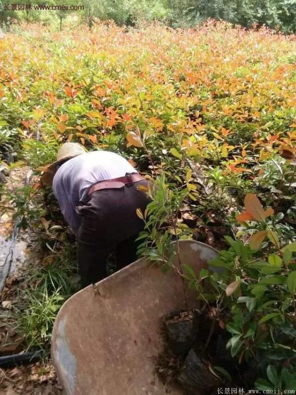 紅葉石楠小杯苗 紅葉石楠小杯苗