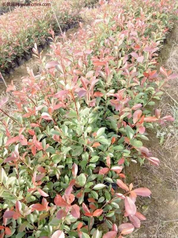 沭陽紅葉石楠基地 沭陽紅葉石楠基地