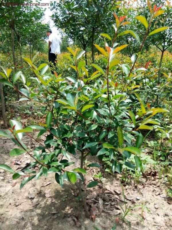 沭陽紅葉石楠基地 沭陽紅葉石楠基地