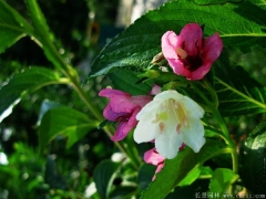 市場(chǎng)上紅王子錦帶小苗多少錢(qián)一棵？