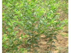 400萬棵日本櫻花小苗，桿子直長勢好，真正的物