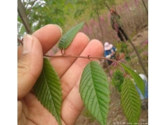 櫸樹生長速度快嗎？