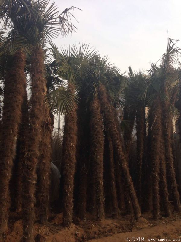 棕樹(shù)圖片棕樹(shù)基地實(shí)拍