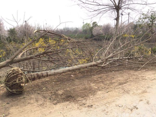 茍樹圖片茍樹基地實拍