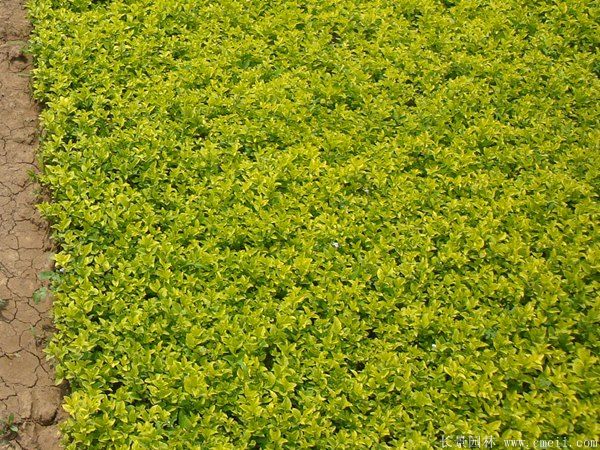 金葉女貞圖片基地實(shí)拍