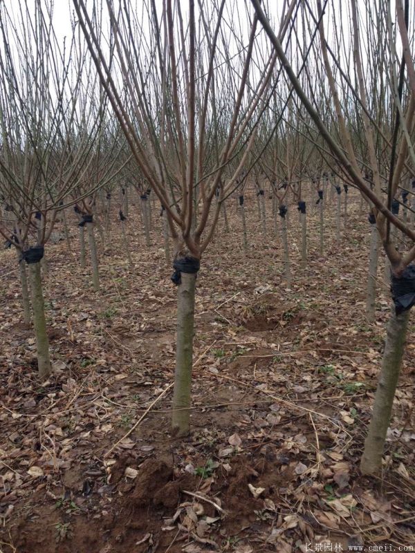 紅梅樹紅梅花圖片基地實拍 紅梅樹紅梅花圖片基地實拍