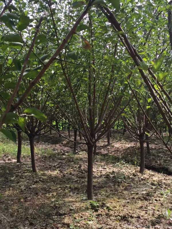 紅梅樹紅梅花圖片基地實拍 紅梅樹紅梅花圖片基地實拍