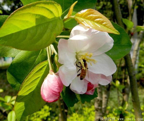 西府海棠圖片基地實拍 西府海棠圖片基地實拍