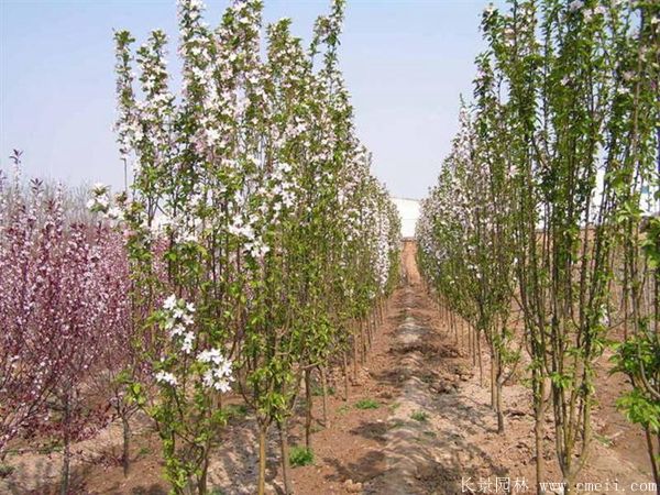 西府海棠圖片基地實(shí)拍 西府海棠圖片基地實(shí)拍