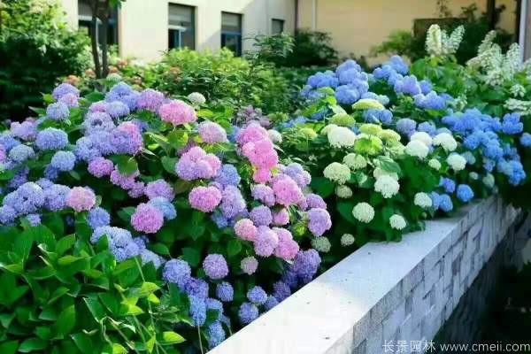 八仙花圖片基地實(shí)拍 八仙花圖片基地實(shí)拍