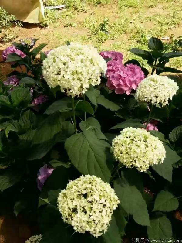 八仙花圖片基地實(shí)拍 八仙花圖片基地實(shí)拍