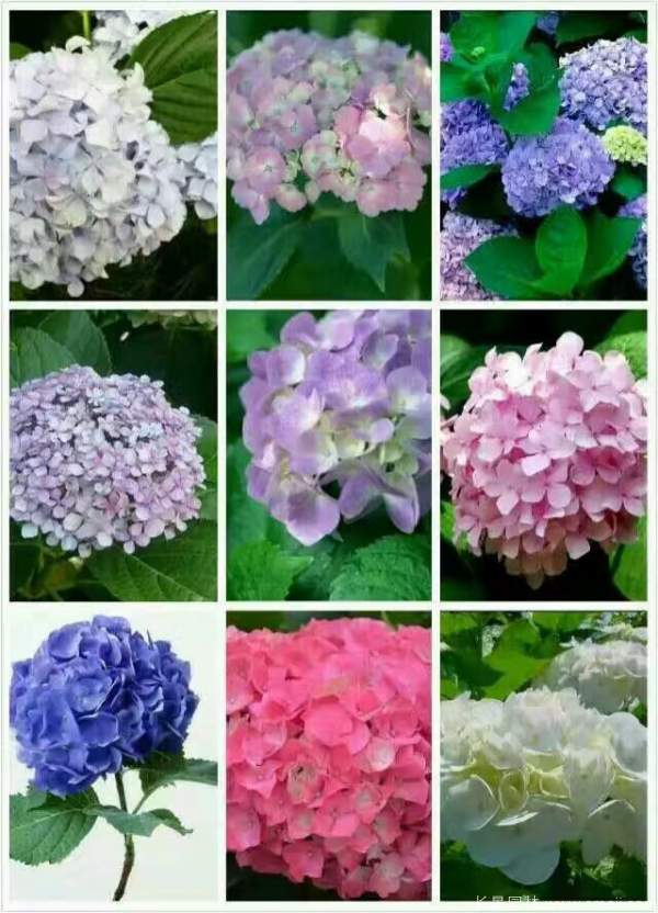 八仙花圖片基地實(shí)拍 八仙花圖片基地實(shí)拍