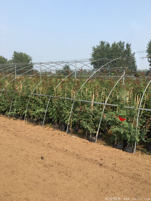 藤本月季圖片基地實拍 藤本月季圖片基地實拍