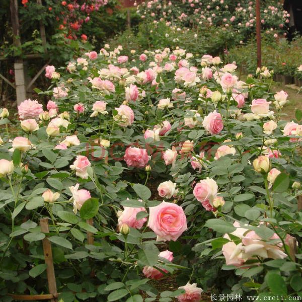 藤本月季圖片基地實拍 藤本月季圖片基地實拍