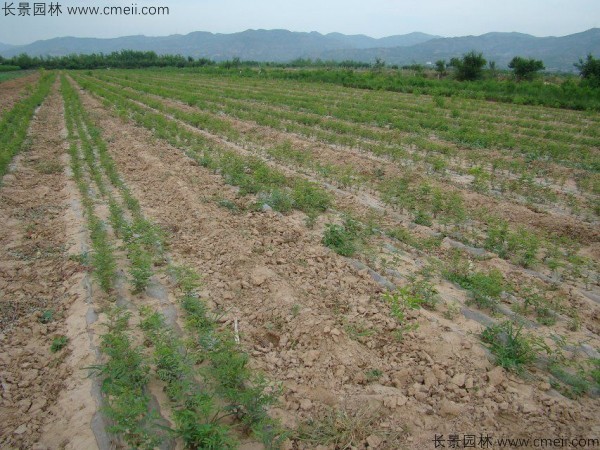 棗樹(shù)種子發(fā)芽出苗圖片