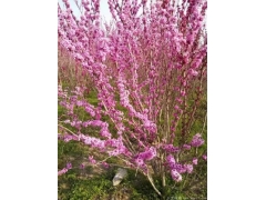 叢生紫荊多少錢(qián)一棵？