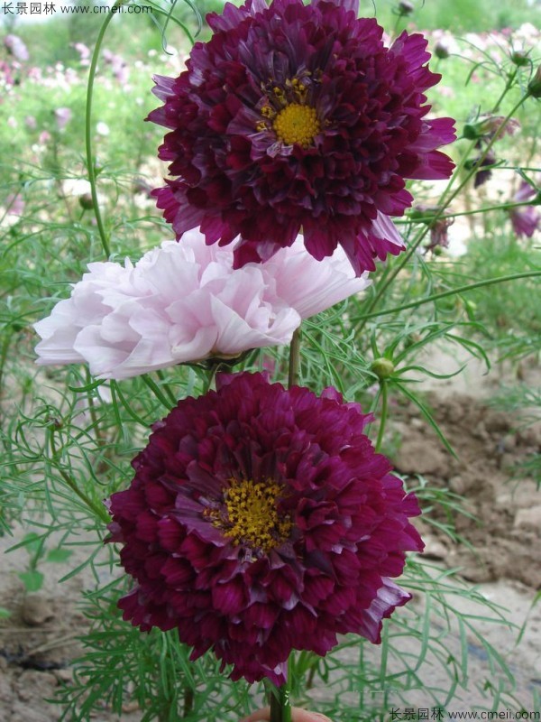 波斯菊種子發芽出苗開花圖片 波斯菊種子發芽出苗開花圖片