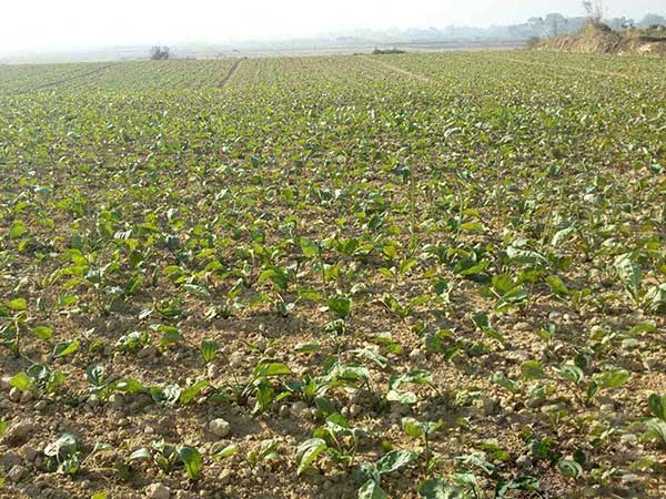 豬耳草種子發芽出苗圖片