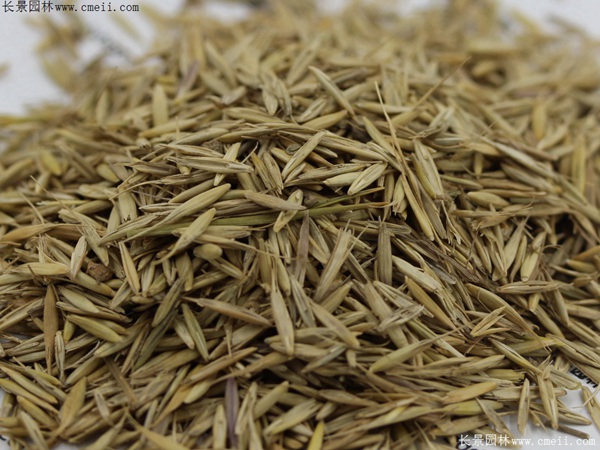 披堿草種子圖片 披堿草種子圖片