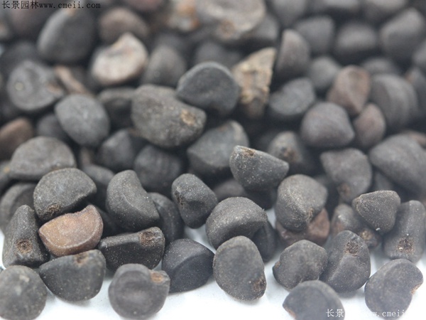 牽?；ǚN子圖片