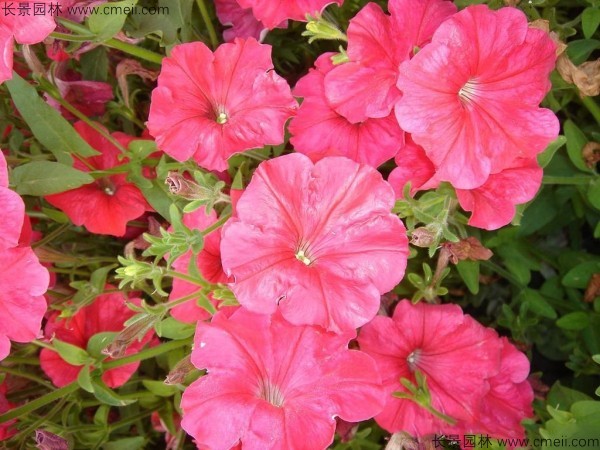 牽?；ǚN子發(fā)芽出苗開花圖片