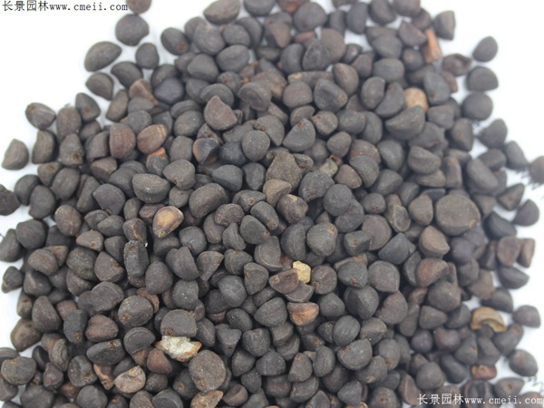 牽?；ǚN子圖片