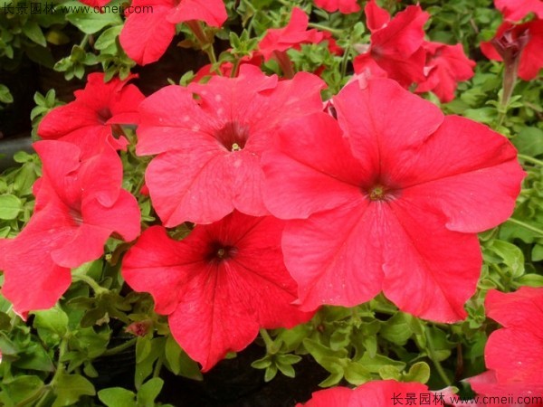 牽?；ǚN子發(fā)芽出苗開花圖片