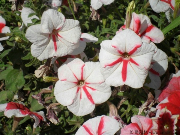 牽?；ǚN子發(fā)芽出苗開花圖片