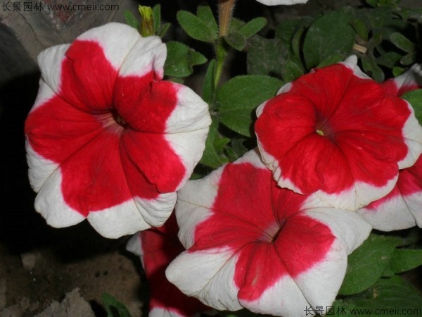 牽?；ǚN子發(fā)芽出苗開花圖片