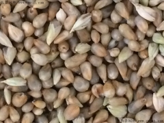 1畝牧草可以養(yǎng)多少頭牛 畝產(chǎn)有多少斤 高產(chǎn)牧草