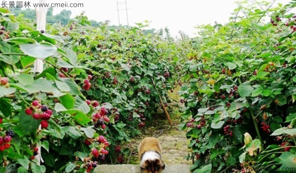 樹莓種子發芽出苗圖片