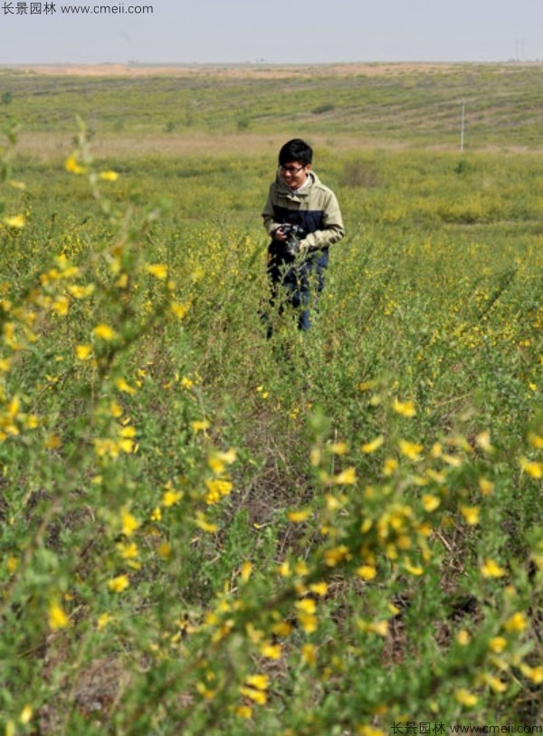 檸條種子發(fā)芽出苗開花圖片