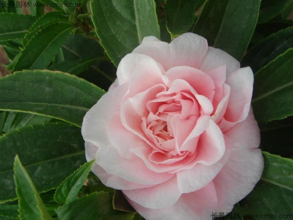 長春花種子發芽出苗開花圖片