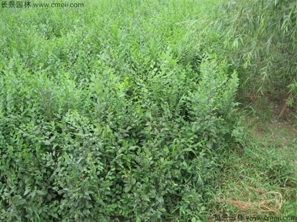 榆樹(shù)種子發(fā)芽出苗圖片