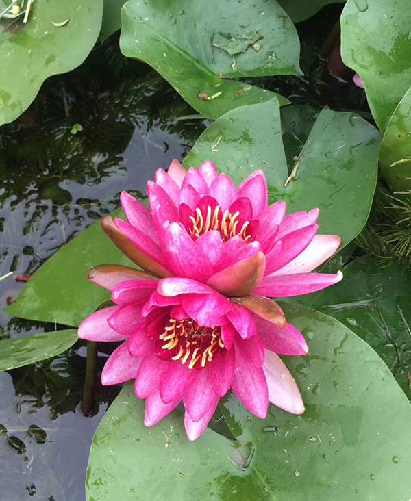 好品種類碗蓮花紅色并蒂蓮 好品種類碗蓮花紅色并蒂蓮