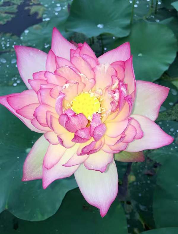 荷花種植基地實拍優(yōu)質(zhì)品種類 荷花種植基地實拍優(yōu)質(zhì)品種類