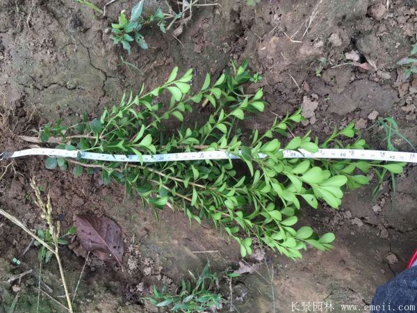 小葉黃楊苗 小葉黃楊苗