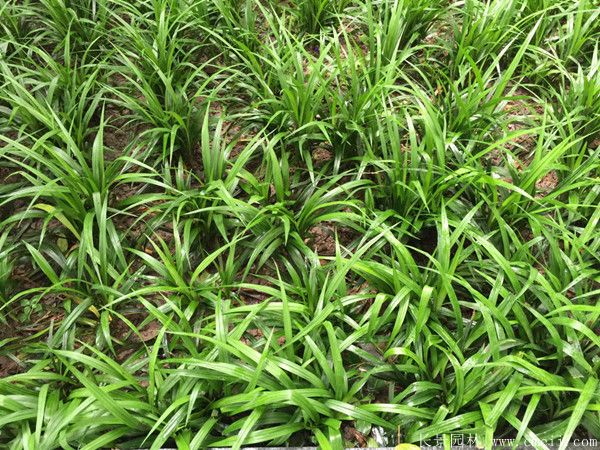 日本矮麥冬 日本矮麥冬